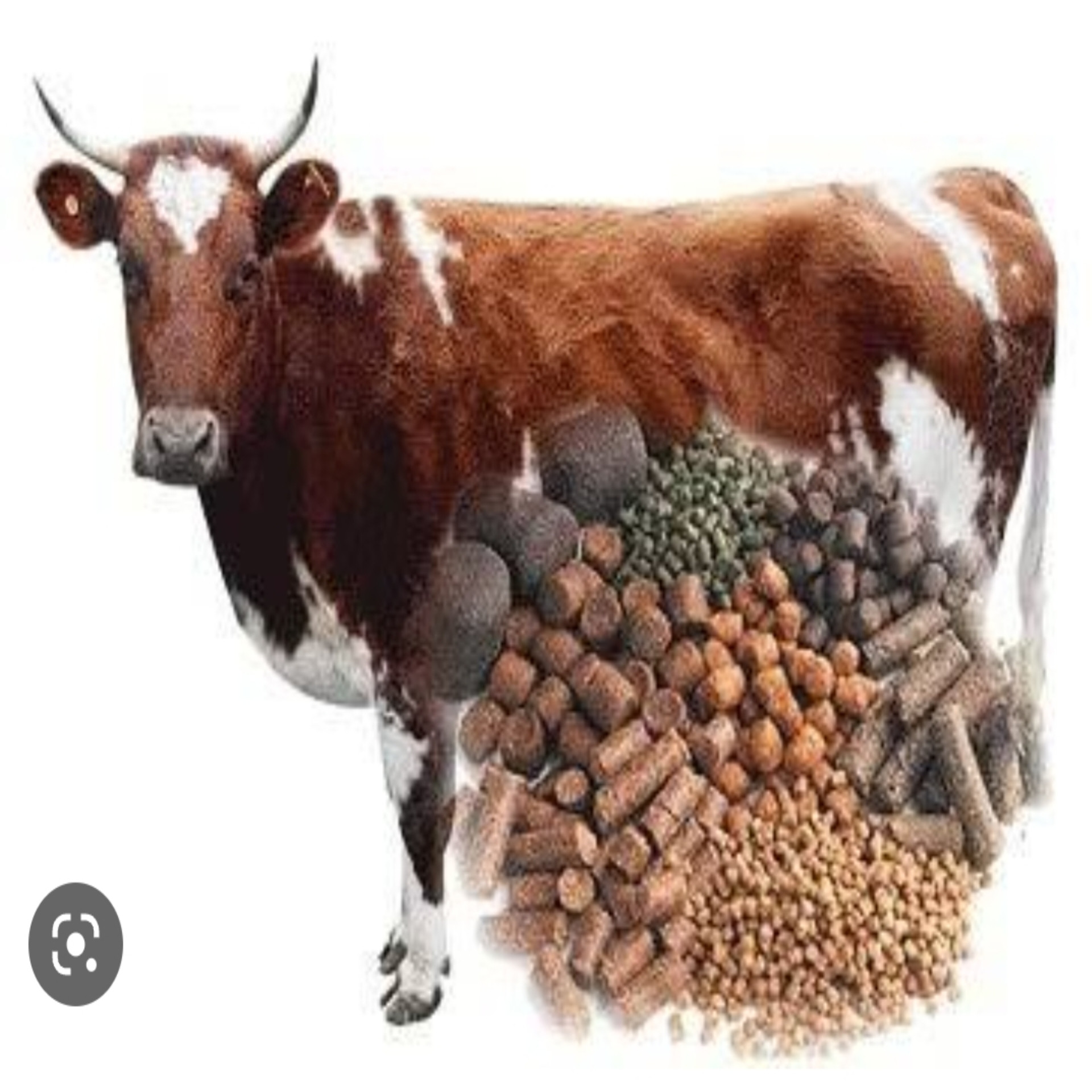 গো - খাদ্য